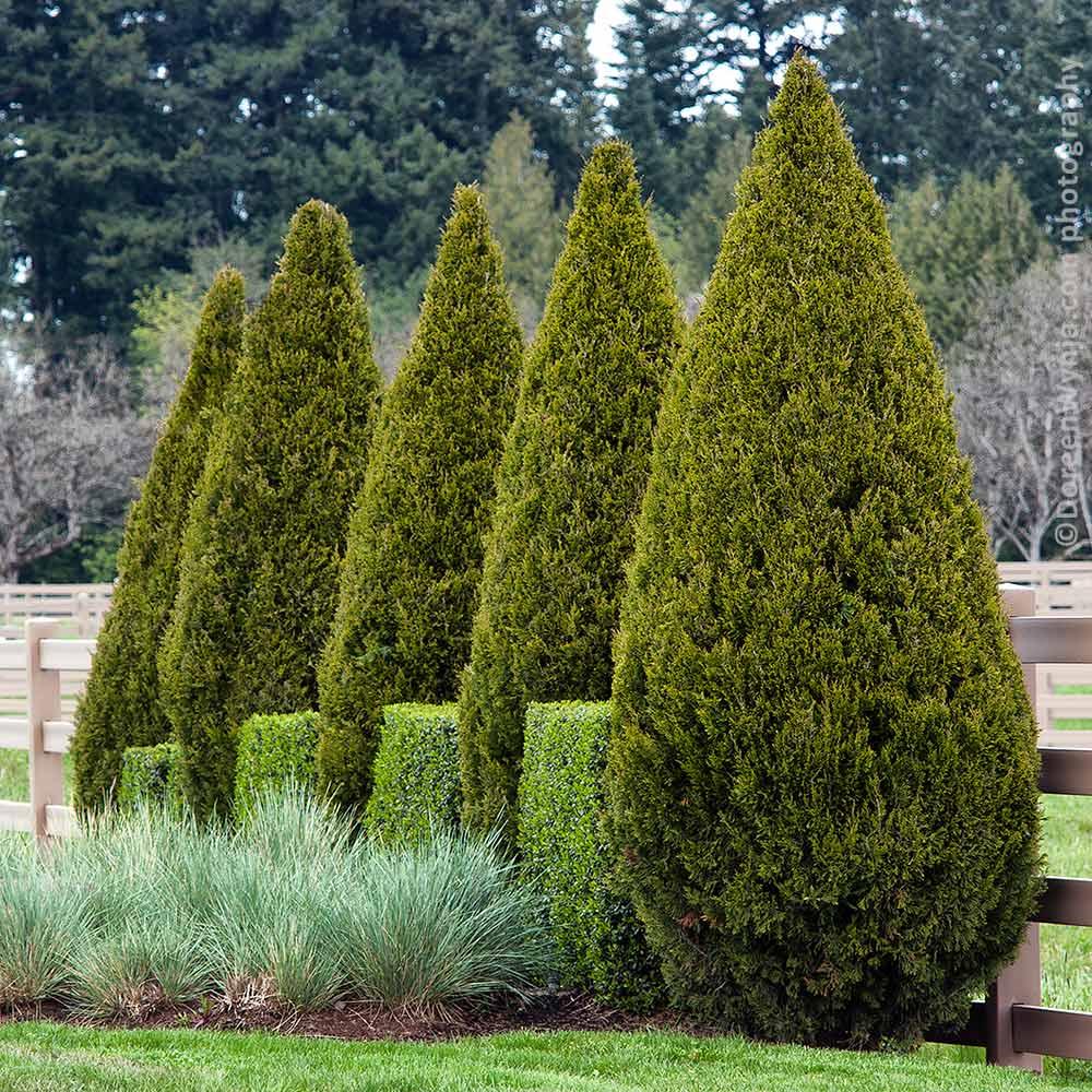 Juniperus Chinensis 'spartan' - View 20 from www redcrocus com