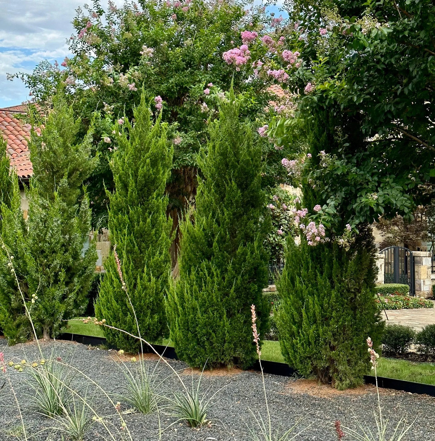 Juniperus Chinensis 'spartan' - View 26 from www redcrocus com
