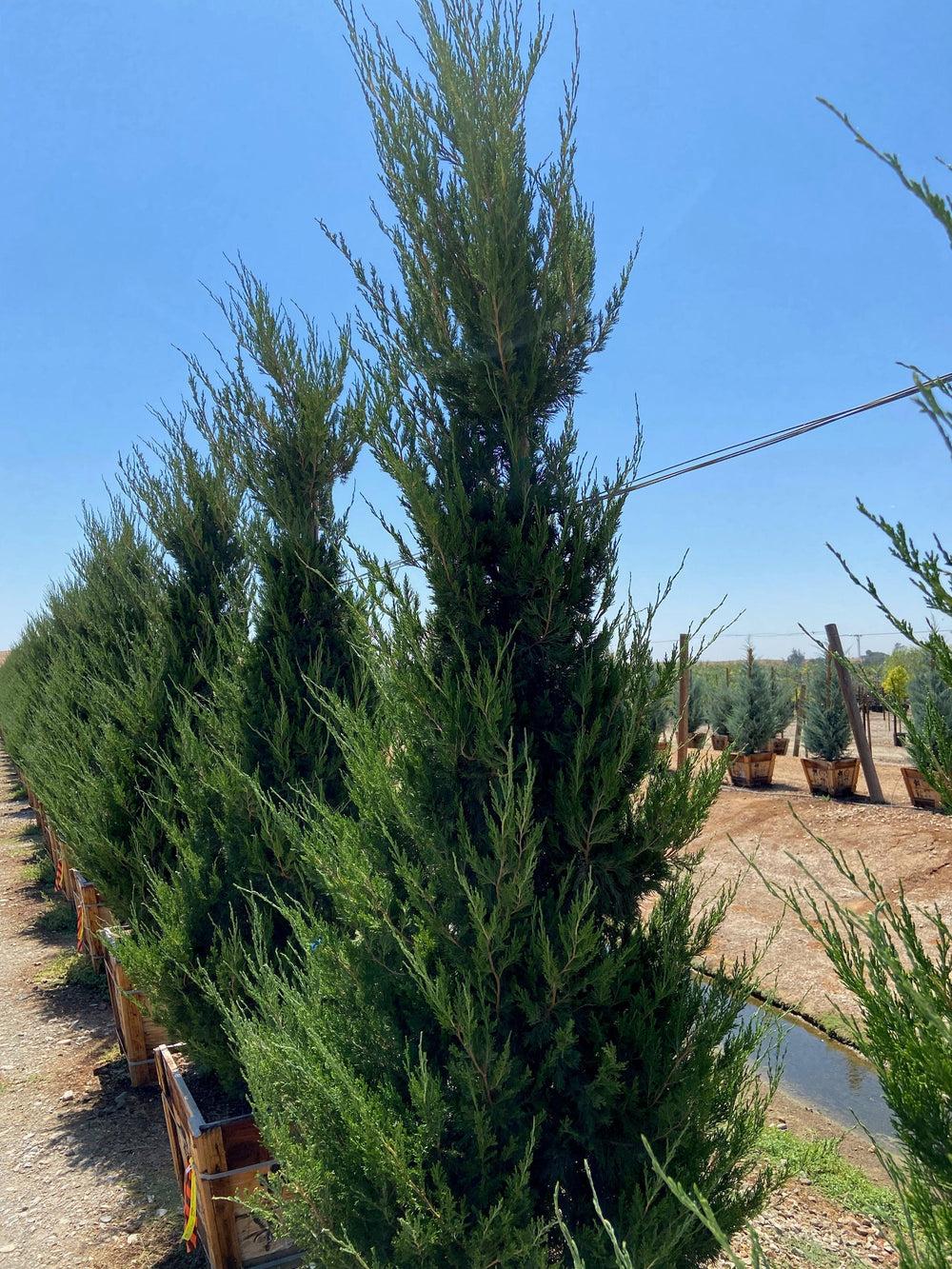 Juniperus Chinensis 'spartan' - View 32 from www redcrocus com