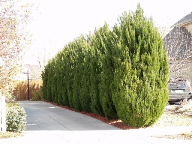 Juniperus Chinensis 'spartan' - View 36 from www redcrocus com