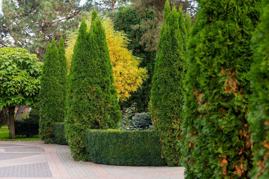 Juniperus Chinensis 'spartan' - View 39 from www redcrocus com