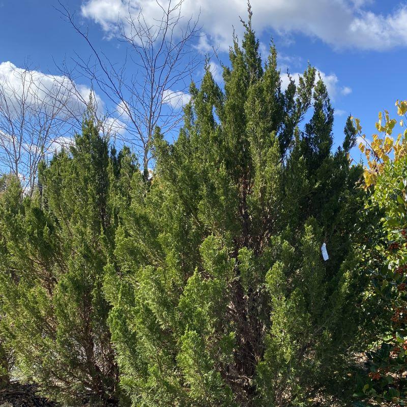 Juniperus Chinensis 'spartan' - View 4 from www redcrocus com
