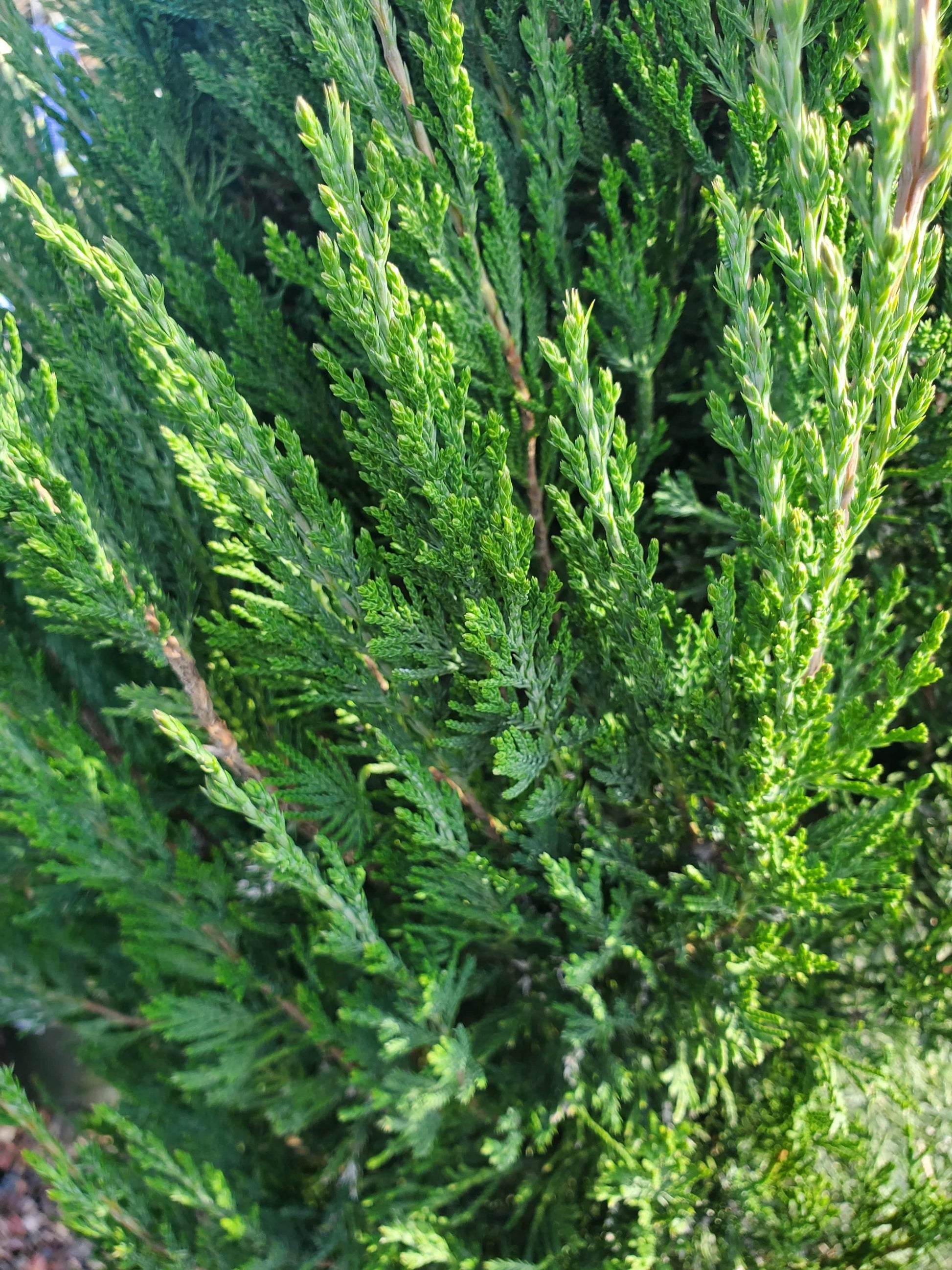 Juniperus Chinensis 'spartan' - View 6 from www redcrocus com