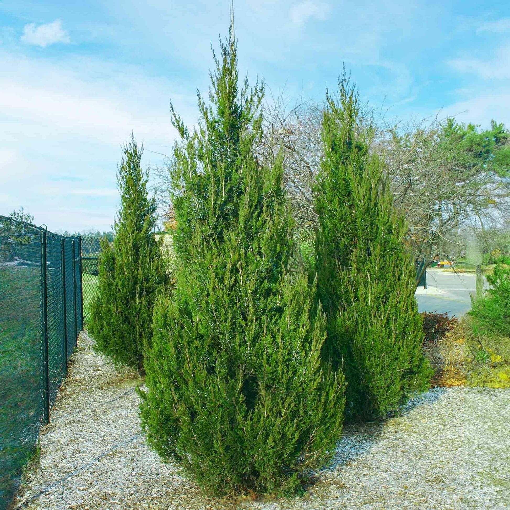 Juniperus Chinensis 'spartan' - View 8 from www redcrocus com