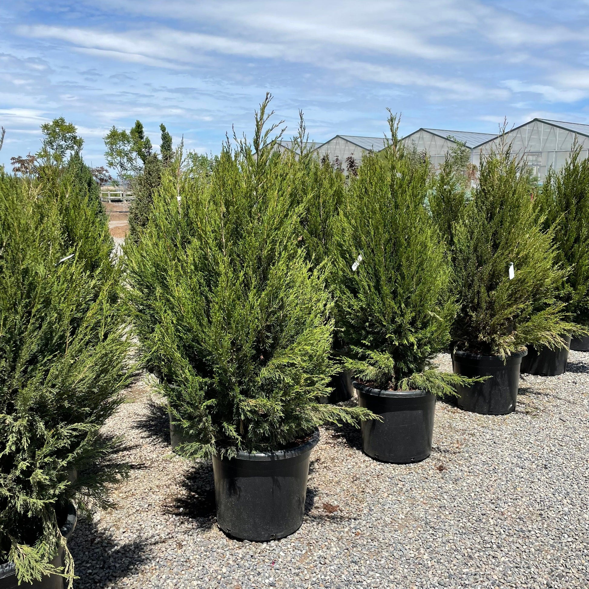 Juniperus Chinensis 'spartan' - View 9 from www redcrocus com