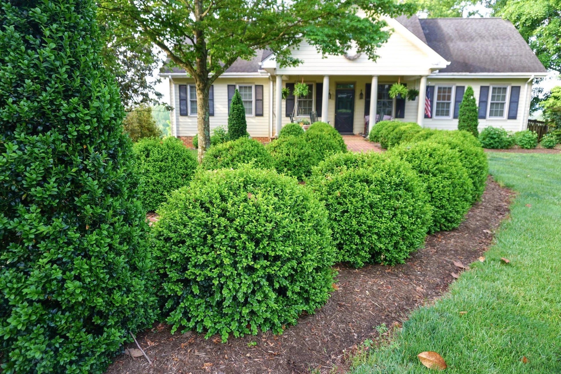Buxus Newgen 'freedom' - View 10 from www redcrocus com