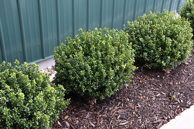 Buxus Newgen 'freedom' - View 12 from www redcrocus com