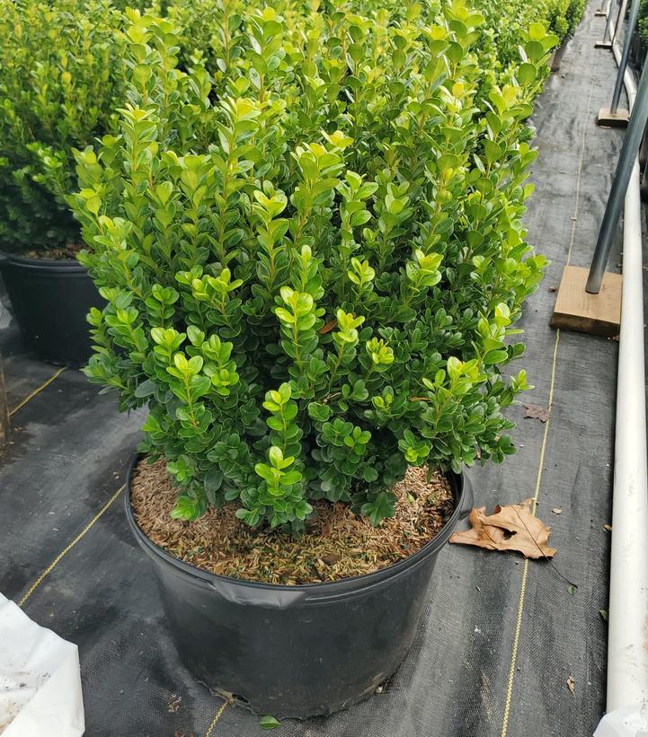 Buxus Newgen 'freedom' - View 13 from www redcrocus com