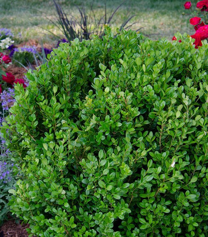 Buxus Newgen 'freedom' - View 15 from www redcrocus com