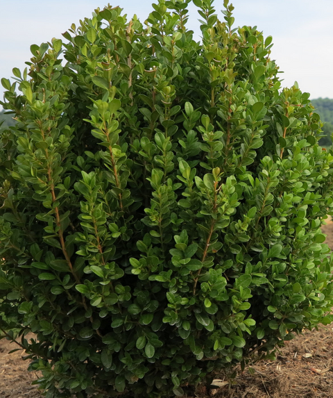 Buxus Newgen 'freedom' - View 16 from www redcrocus com