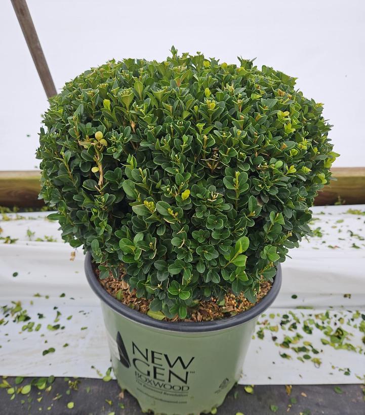 Buxus Newgen 'freedom' - View 17 from www redcrocus com