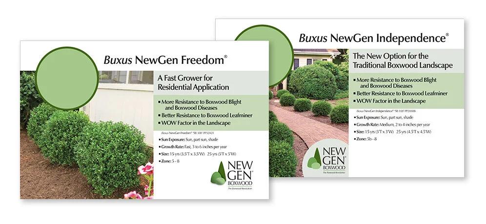 Buxus Newgen 'freedom' - View 18 from www redcrocus com