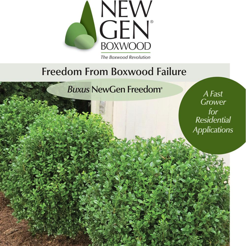 Buxus Newgen 'freedom' - View 19 from www redcrocus com