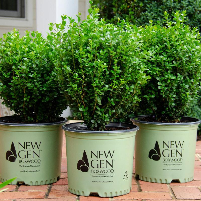 Buxus Newgen 'freedom' - View 20 from www redcrocus com