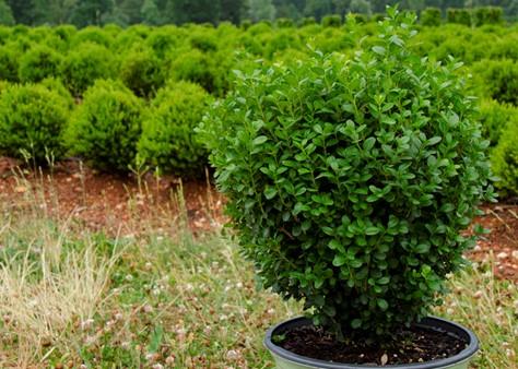 Buxus Newgen 'freedom' - View 21 from www redcrocus com