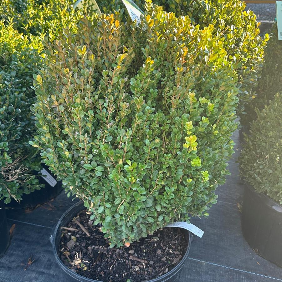 Buxus Newgen 'freedom' - View 22 from www redcrocus com