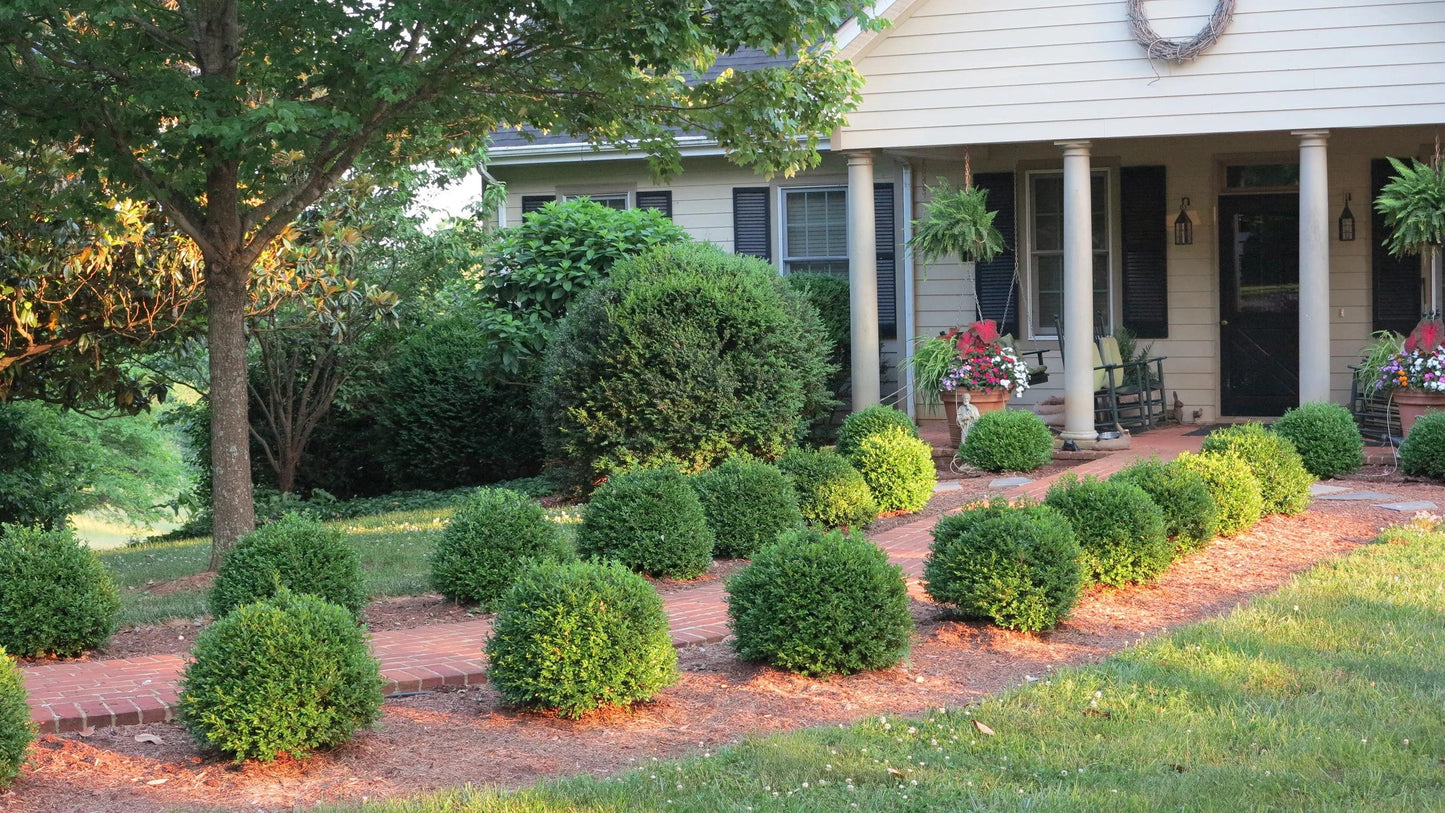 Buxus Newgen 'freedom' - View 23 from www redcrocus com