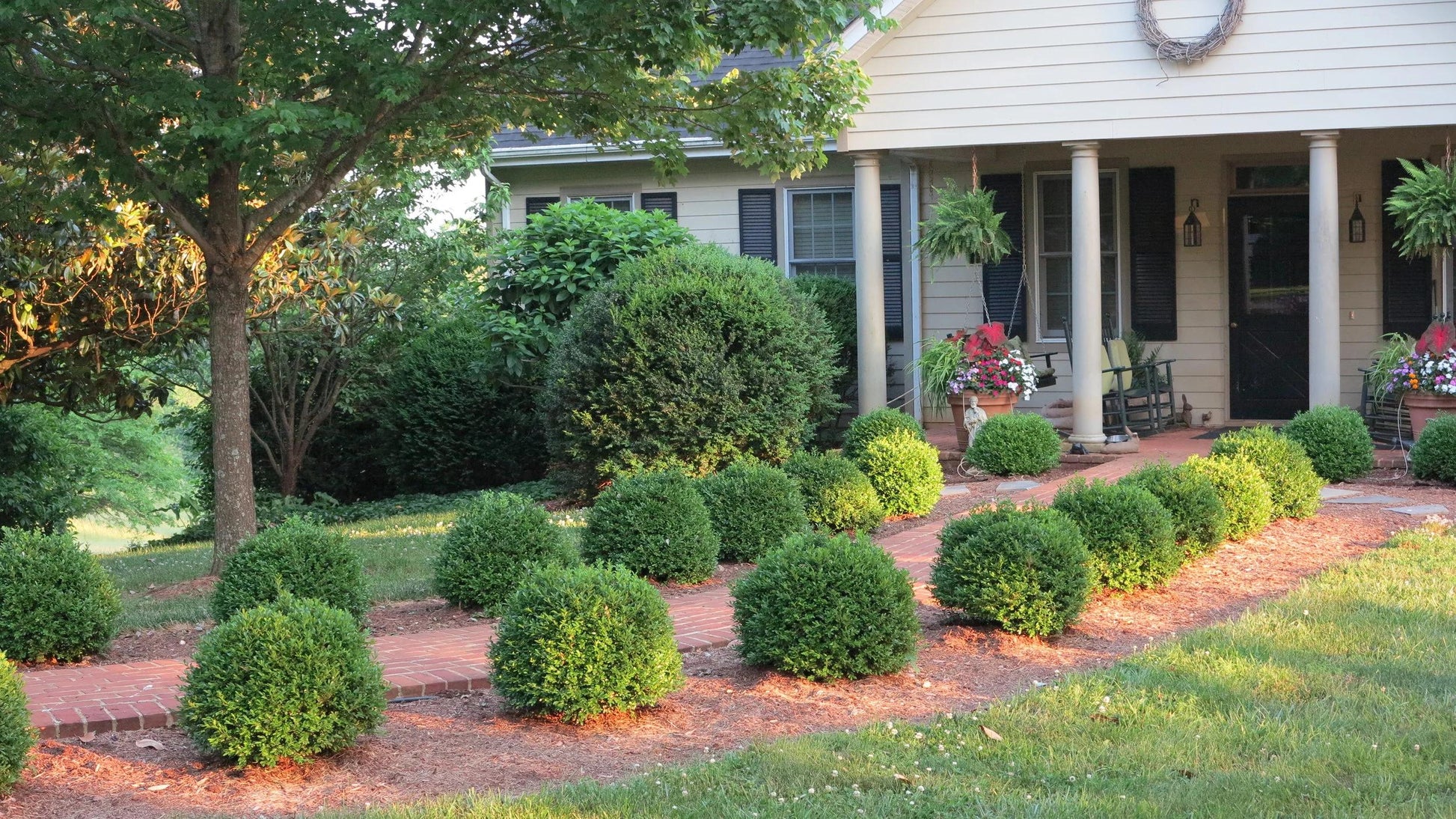 Buxus Newgen 'freedom' - View 23 from www redcrocus com