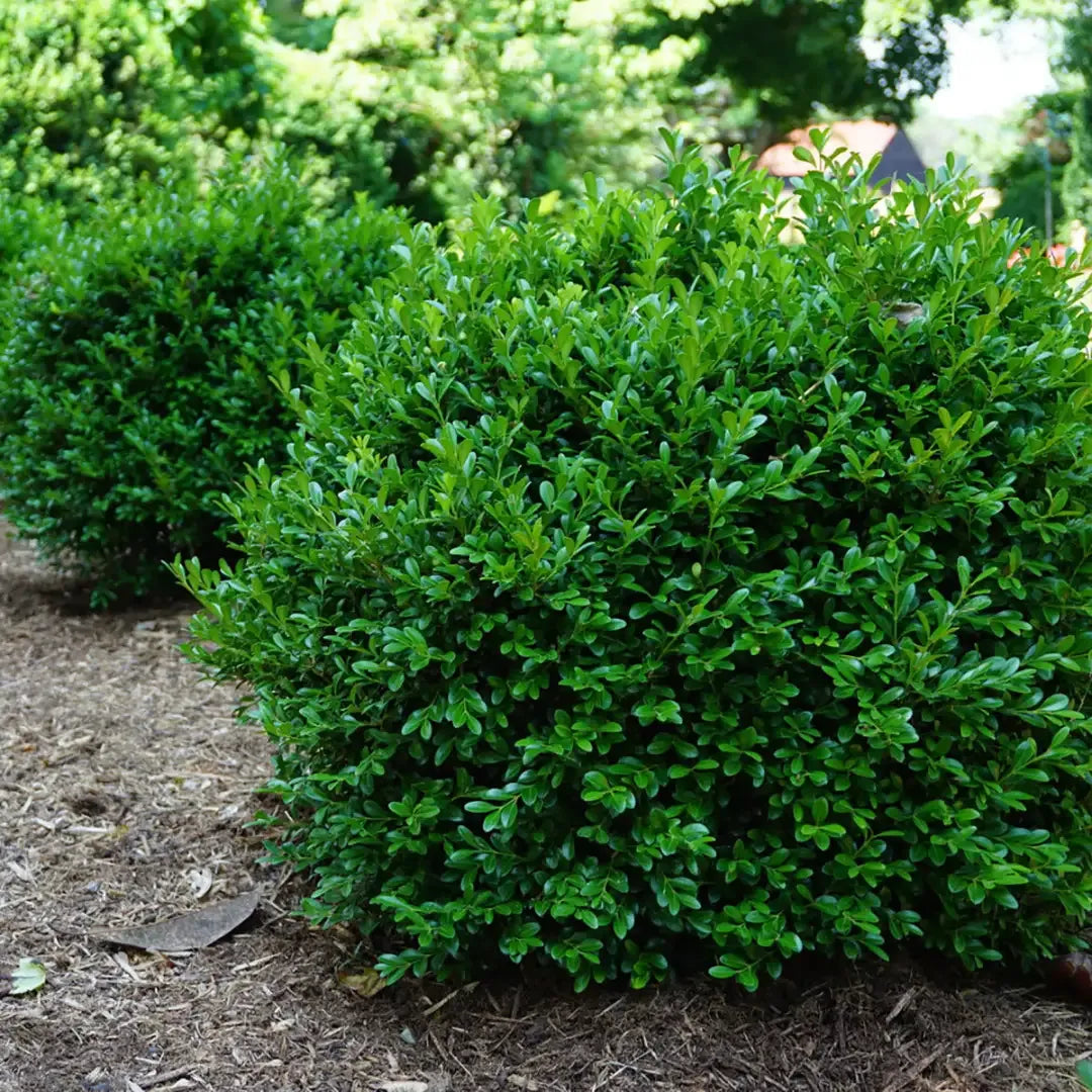 Buxus Newgen 'freedom' - View 24 from www redcrocus com