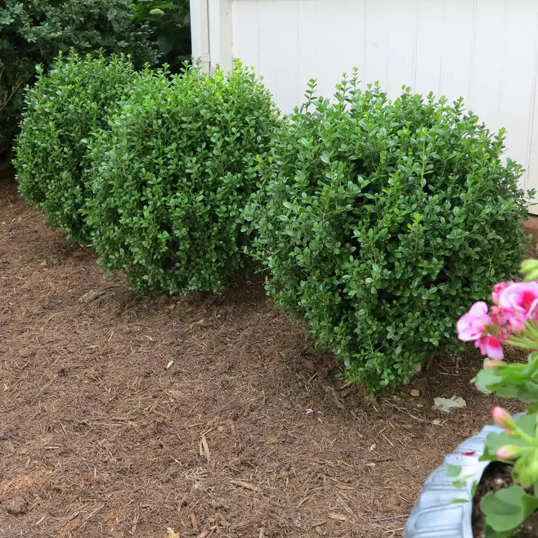 Buxus Newgen 'freedom' - View 25 from www redcrocus com