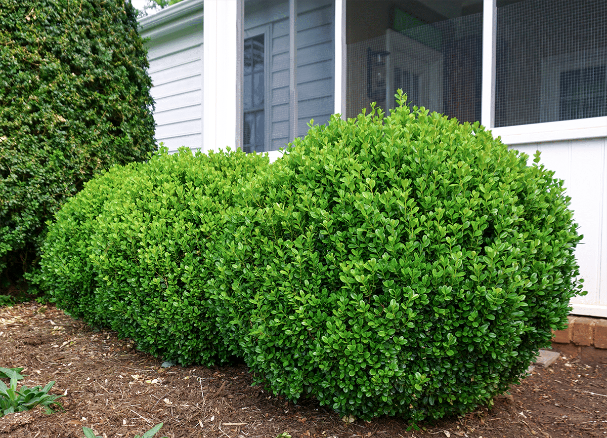 Buxus Newgen 'freedom' - View 28 from www redcrocus com