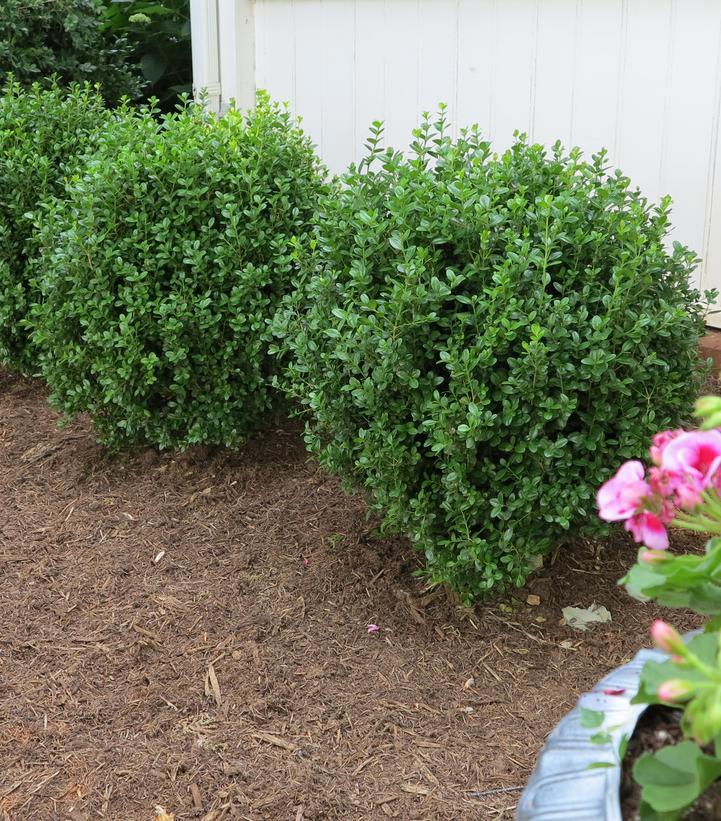 Buxus Newgen 'freedom' - View 29 from www redcrocus com