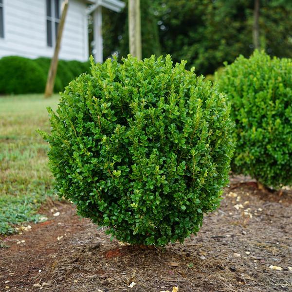 Buxus Newgen 'freedom' - View 2 from www redcrocus com
