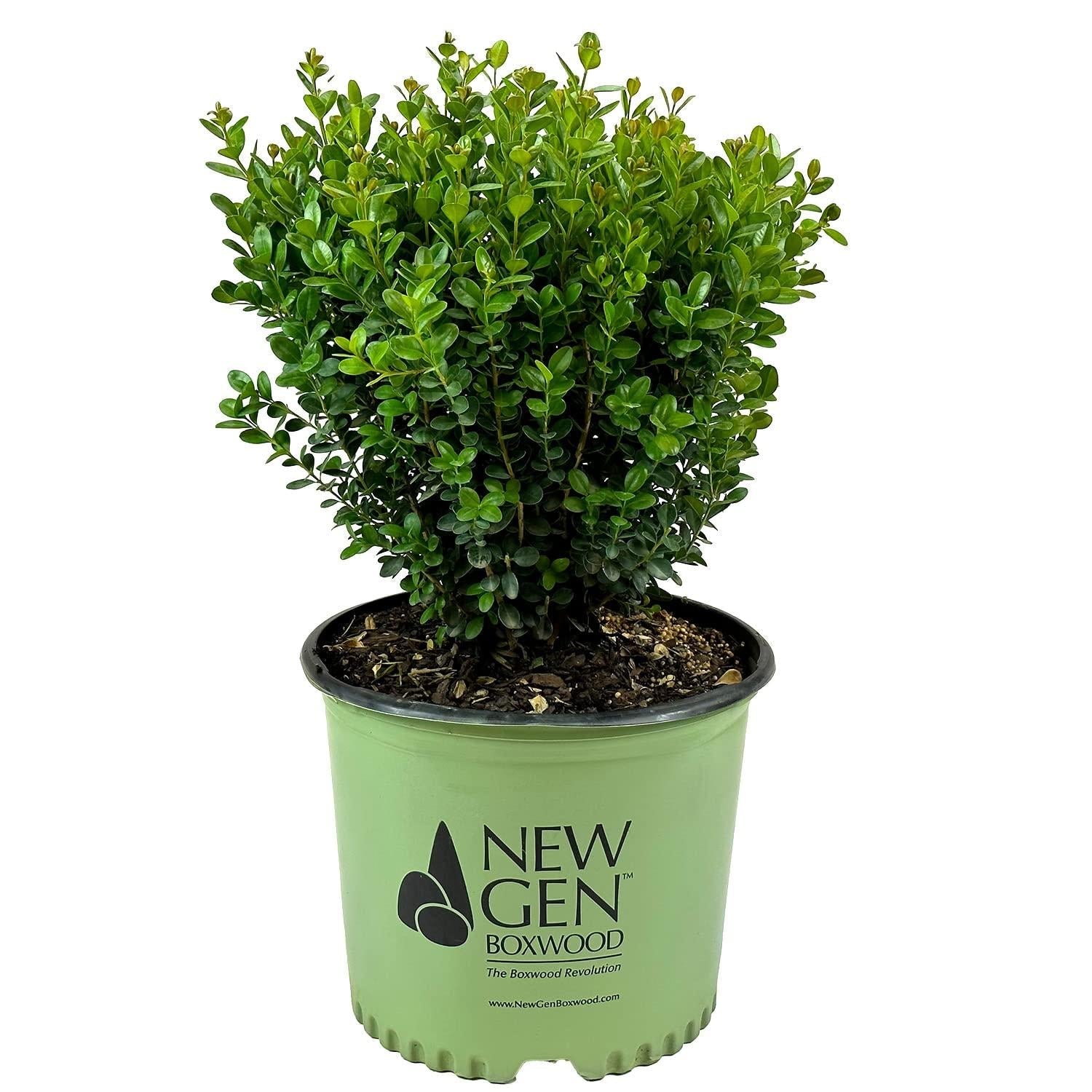 Buxus Newgen 'freedom' - View 30 from www redcrocus com