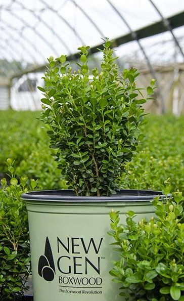 Buxus Newgen 'freedom' - View 31 from www redcrocus com