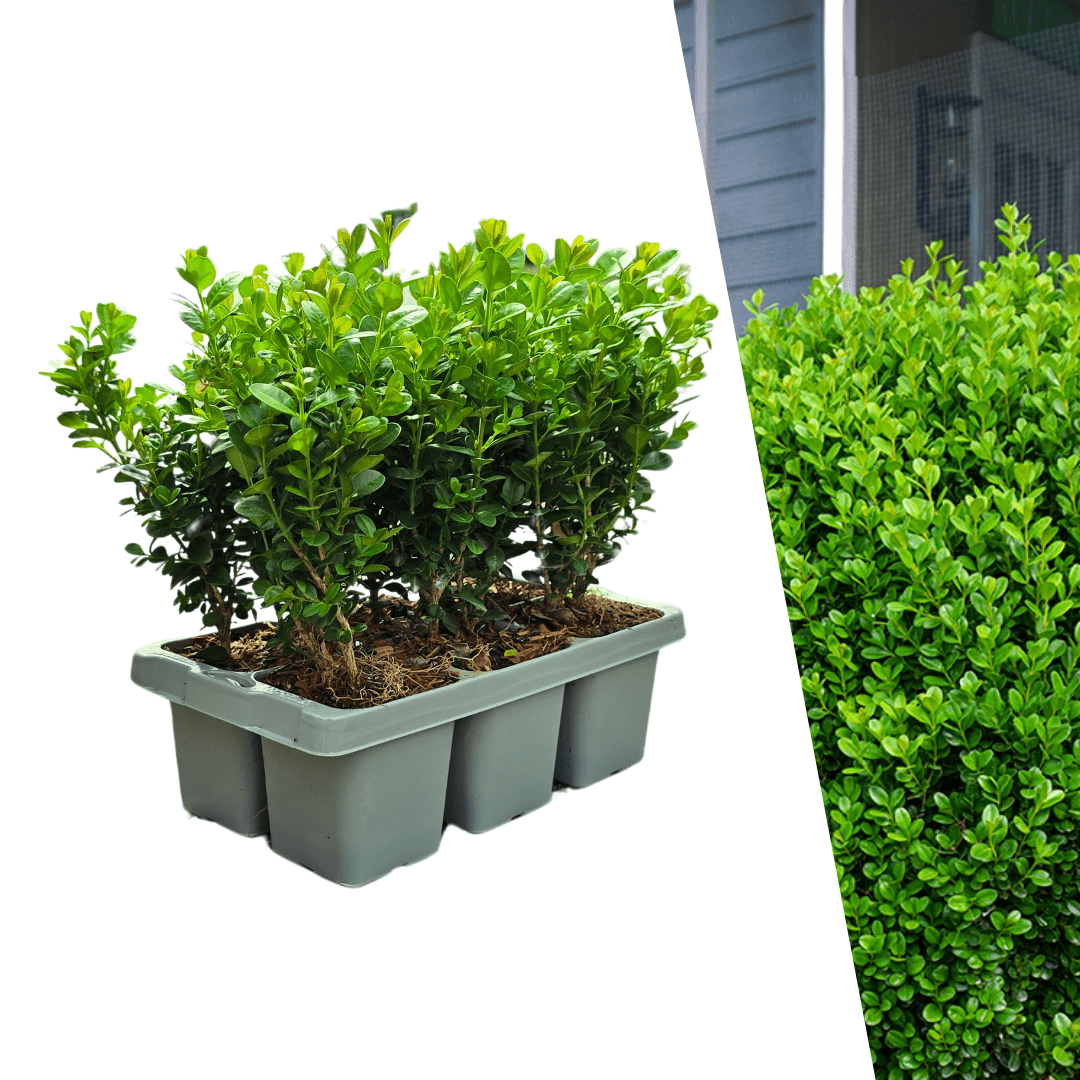 Buxus Newgen 'freedom' - View 32 from www redcrocus com