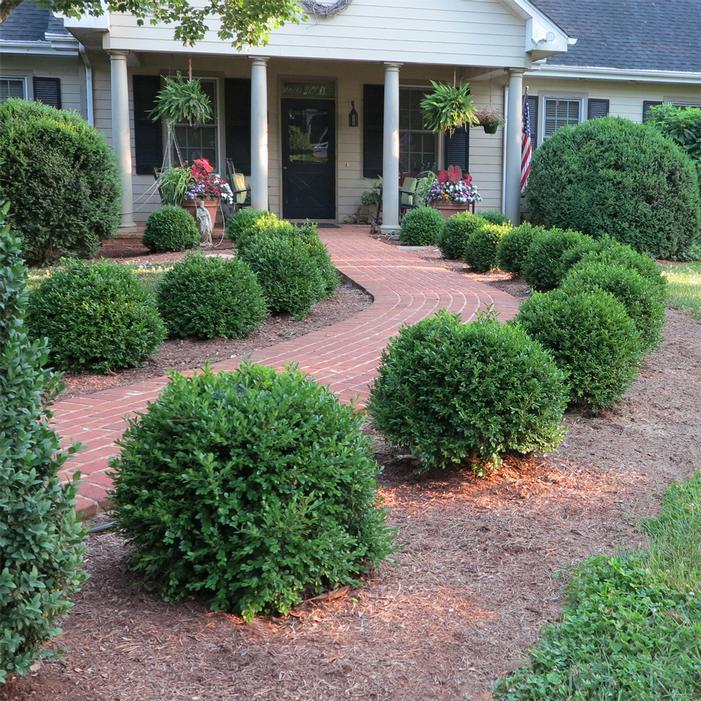 Buxus Newgen 'freedom' - View 33 from www redcrocus com