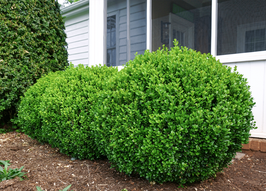 Buxus Newgen 'freedom' - View 34 from www redcrocus com