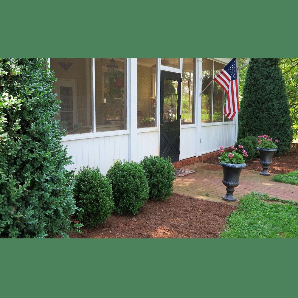 Buxus Newgen 'freedom' - View 35 from www redcrocus com