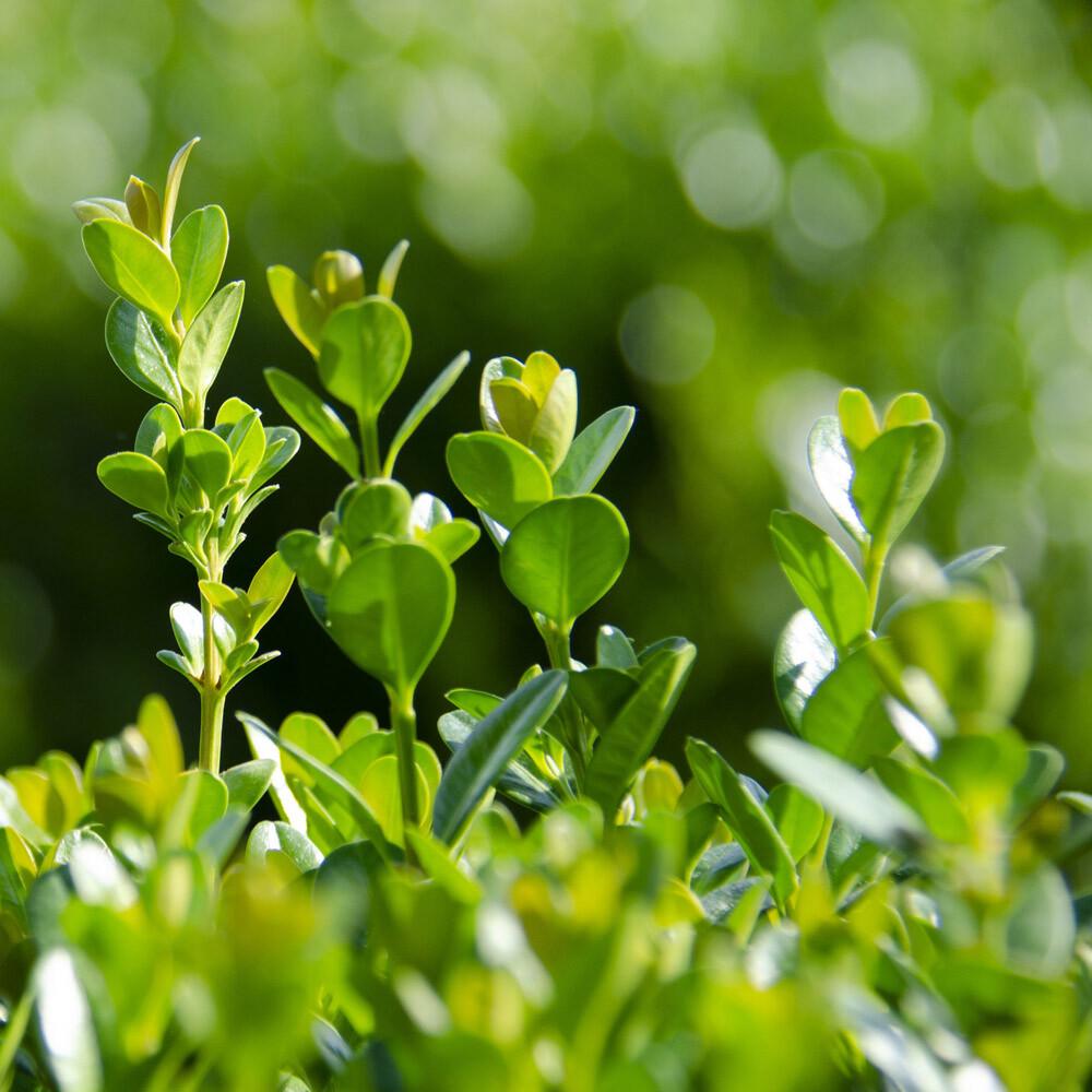 Buxus Newgen 'freedom' - View 36 from www redcrocus com
