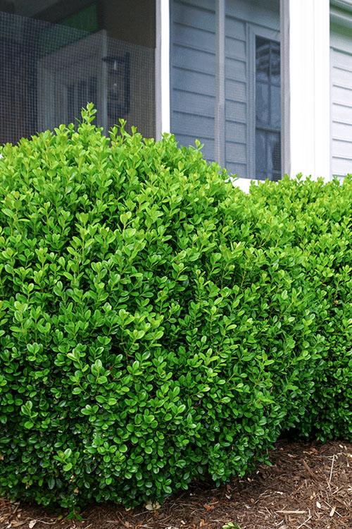 Buxus Newgen 'freedom' - View 37 from www redcrocus com
