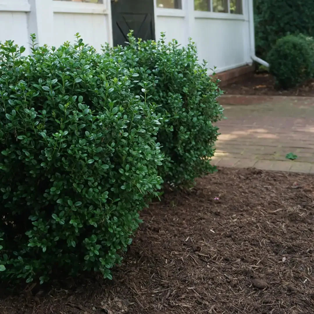 Buxus Newgen 'freedom' - View 38 from www redcrocus com