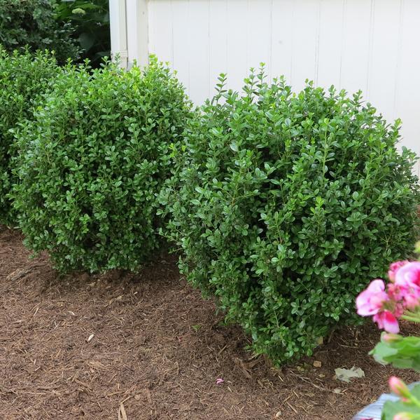 Buxus Newgen 'freedom' - View 39 from www redcrocus com