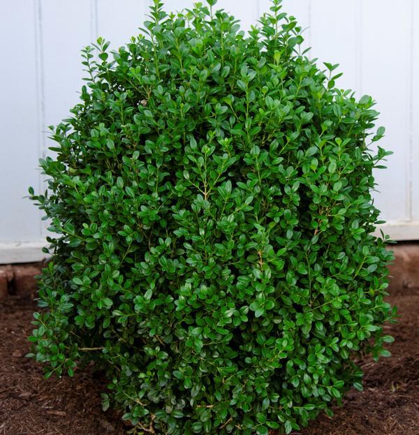 Buxus Newgen 'freedom' - View 3 from www redcrocus com