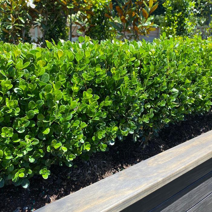 Buxus Newgen 'freedom' - View 40 from www redcrocus com