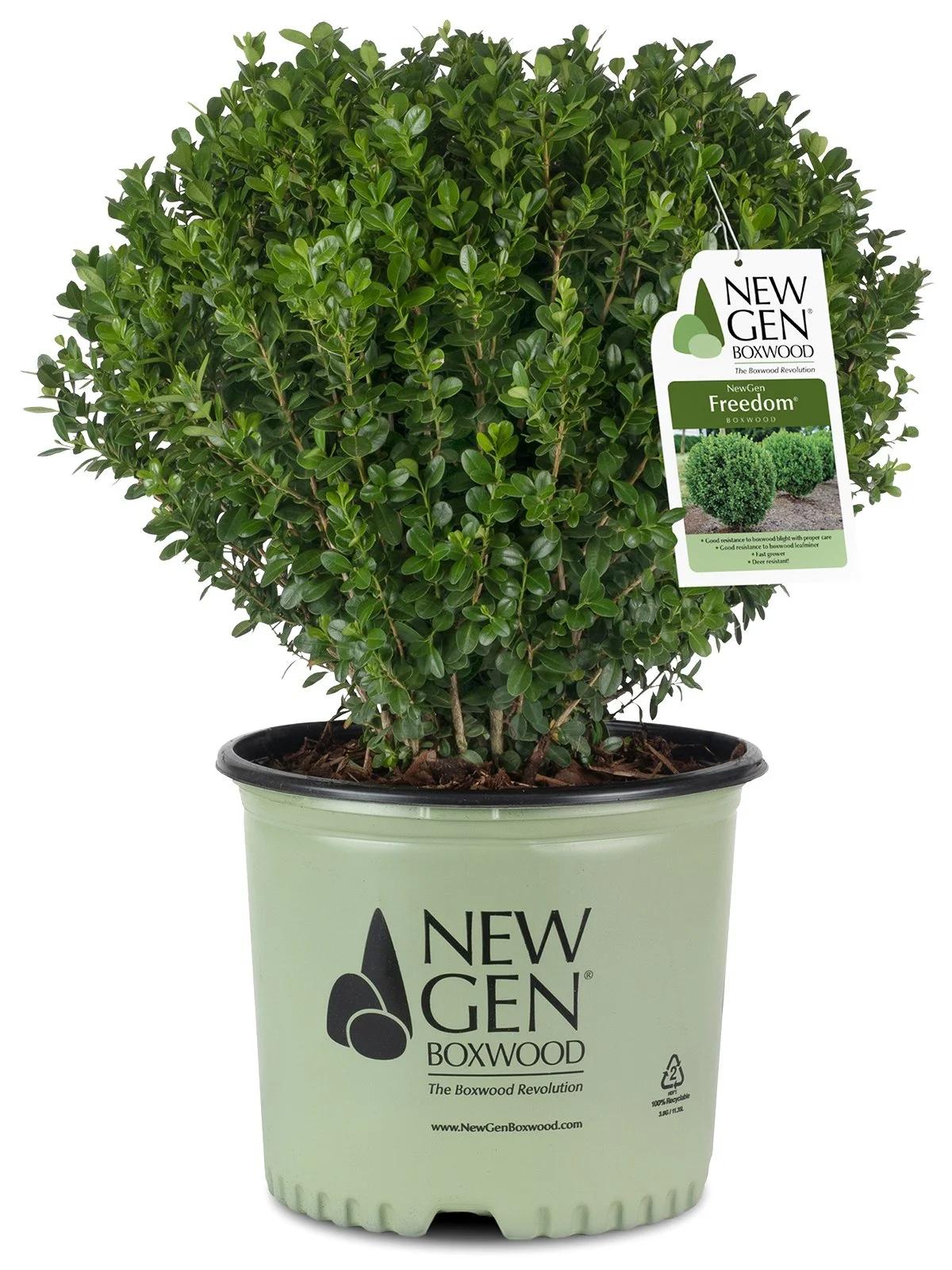 Buxus Newgen 'freedom' - View 4 from www redcrocus com