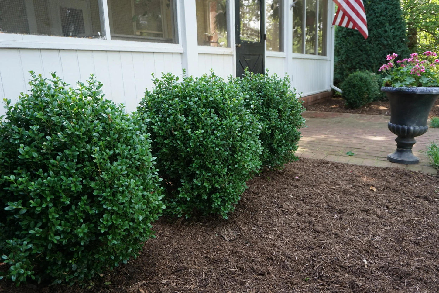 Buxus Newgen 'freedom' - View 5 from www redcrocus com