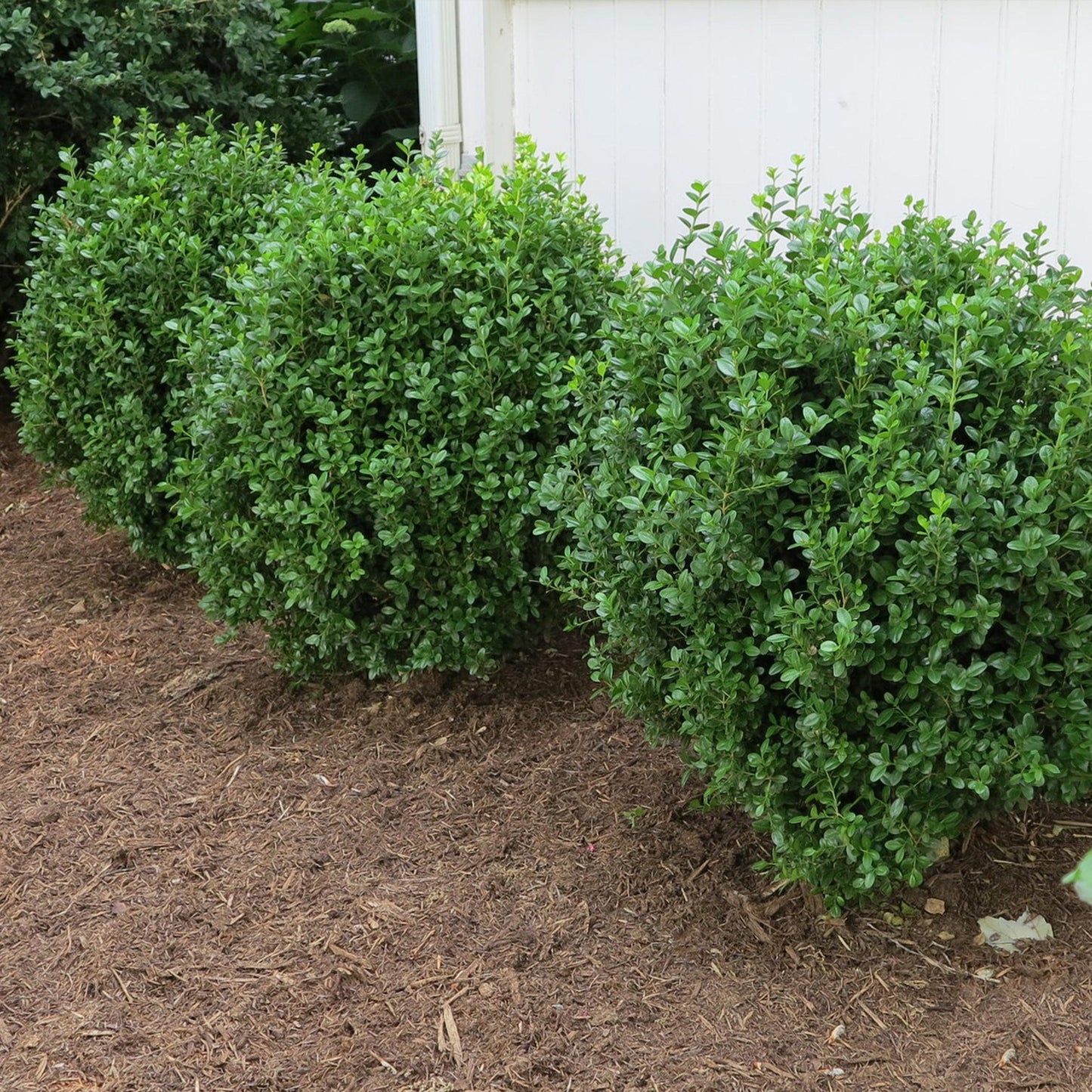 Buxus Newgen 'freedom' - View 7 from www redcrocus com
