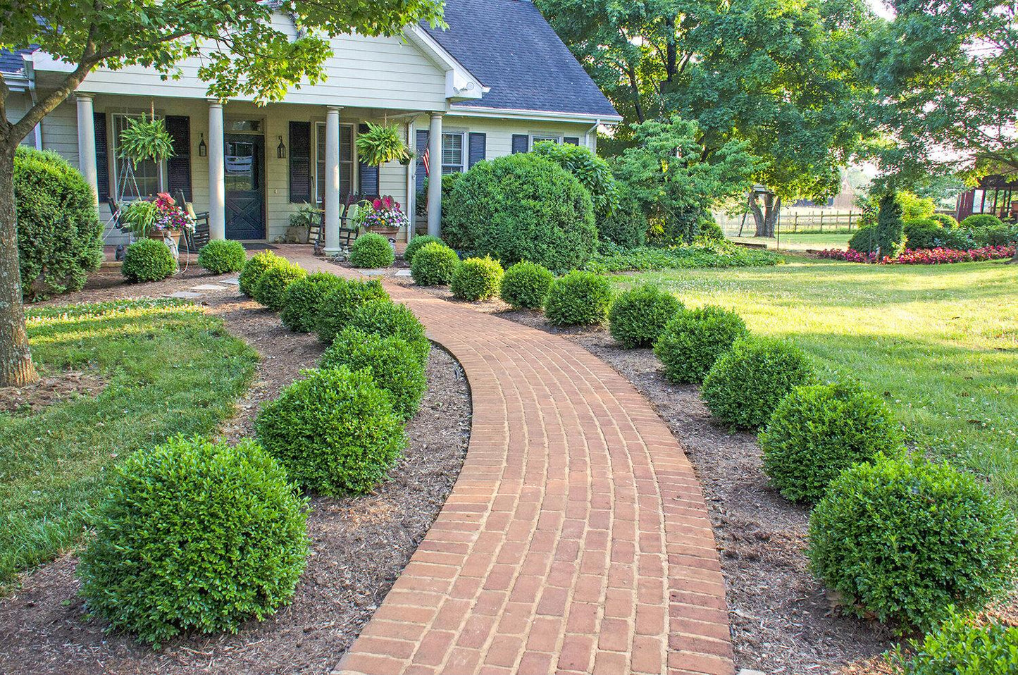 Buxus Newgen 'freedom' - View 8 from www redcrocus com