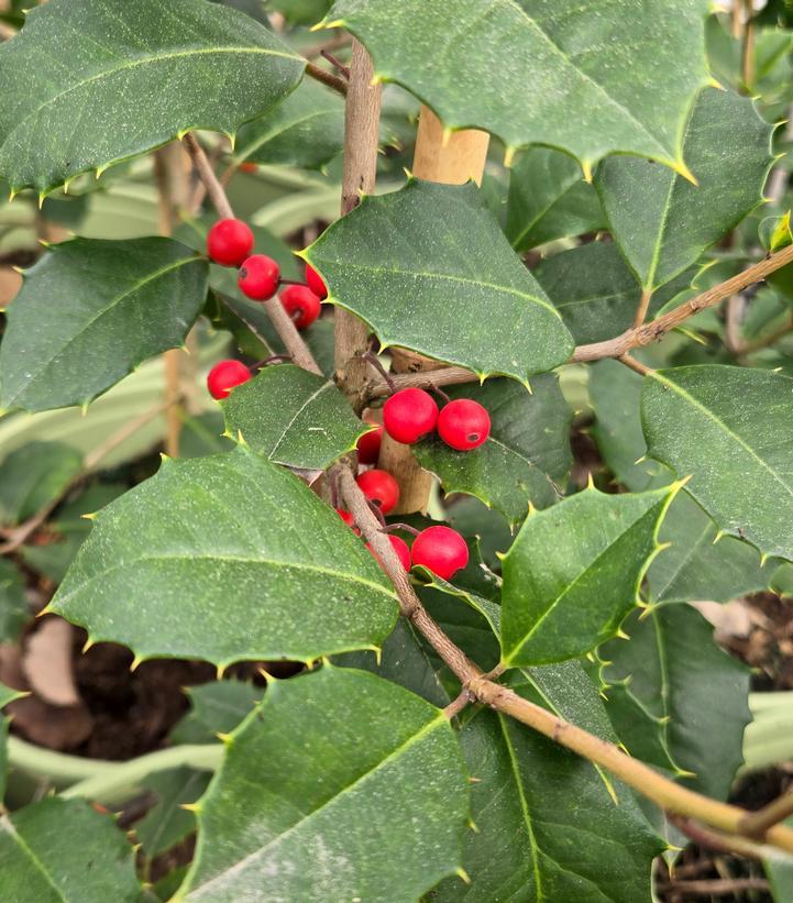 Ilex Opaca 'satyr Hill' - View 11 from www redcrocus com