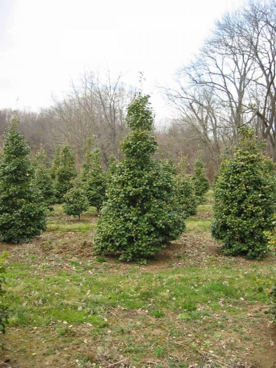 Ilex Opaca 'satyr Hill' - View 17 from www redcrocus com