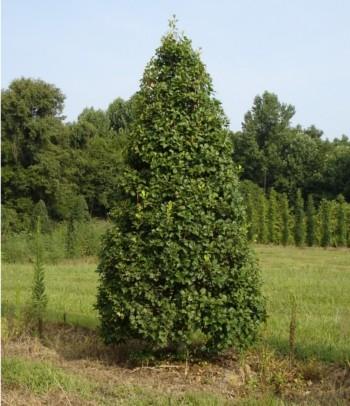 Ilex Opaca 'satyr Hill' - View 1 from www redcrocus com