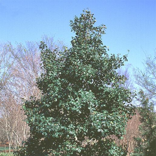 Ilex Opaca 'satyr Hill' - View 20 from www redcrocus com
