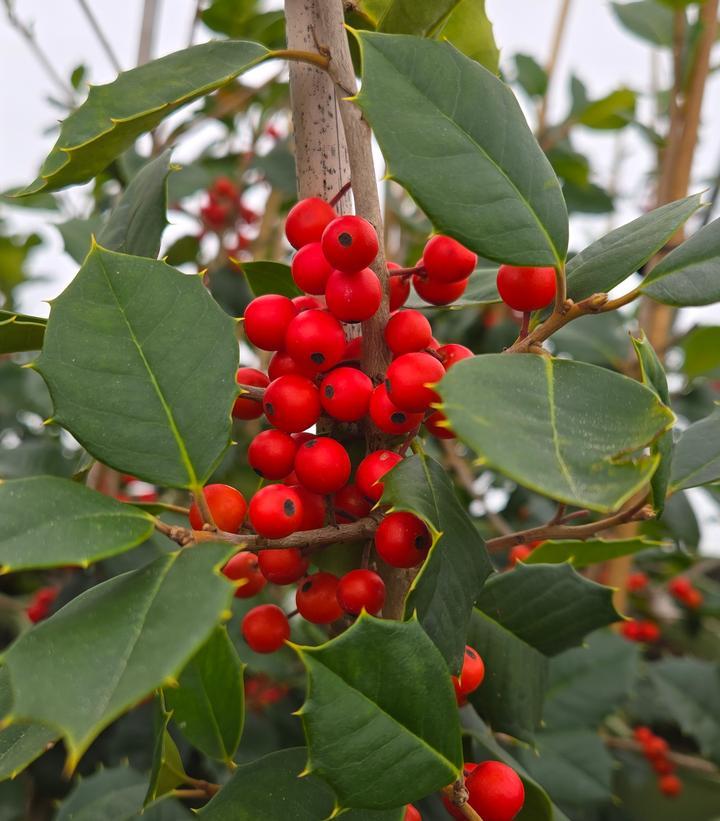 Ilex Opaca 'satyr Hill' - View 24 from www redcrocus com