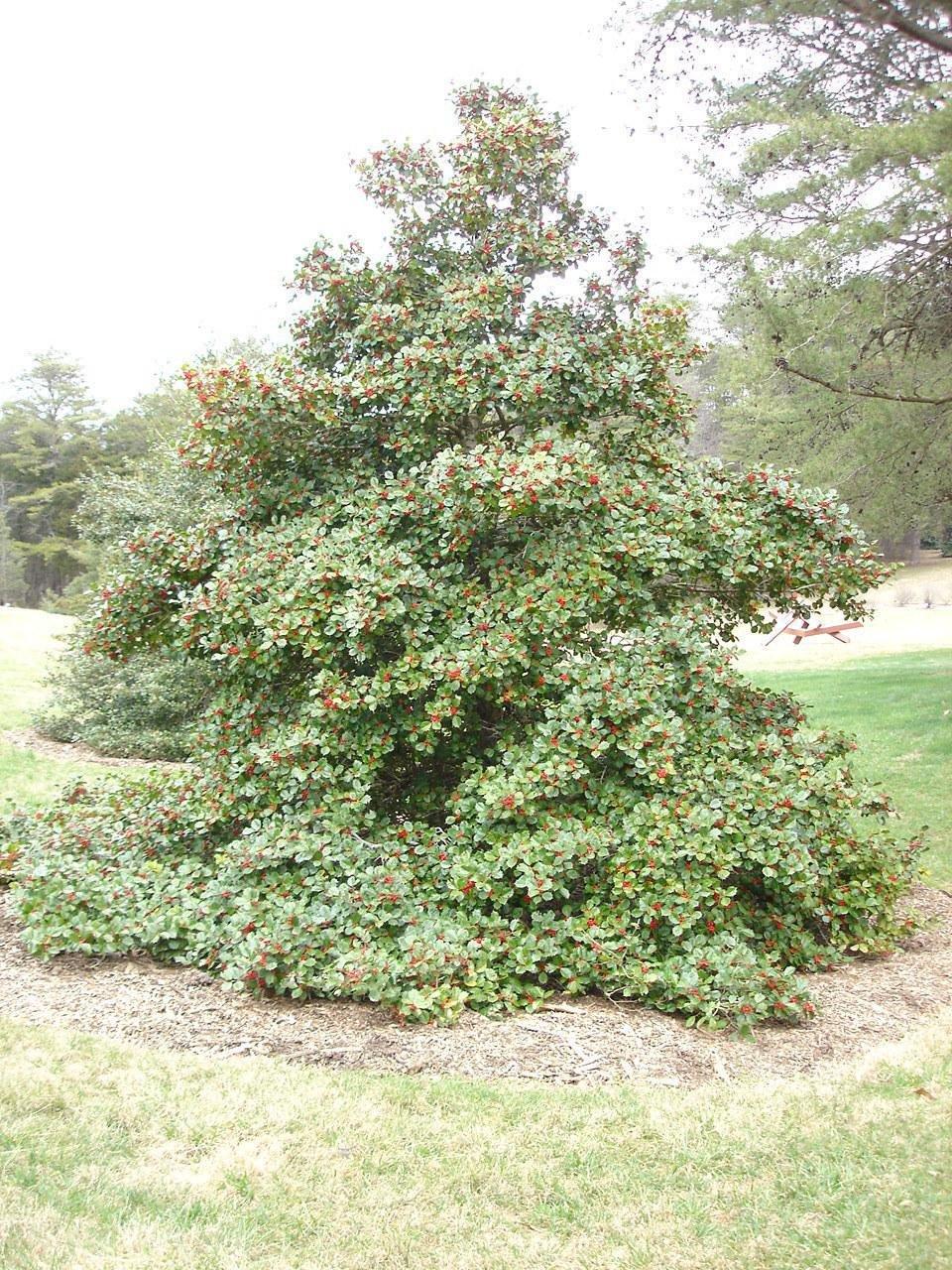 Ilex Opaca 'satyr Hill' - View 25 from www redcrocus com
