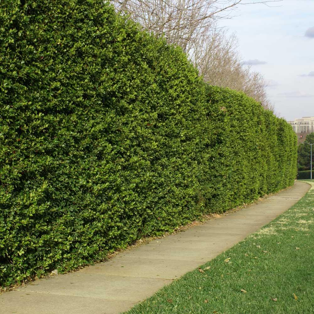 Ilex Opaca 'satyr Hill' - View 26 from www redcrocus com